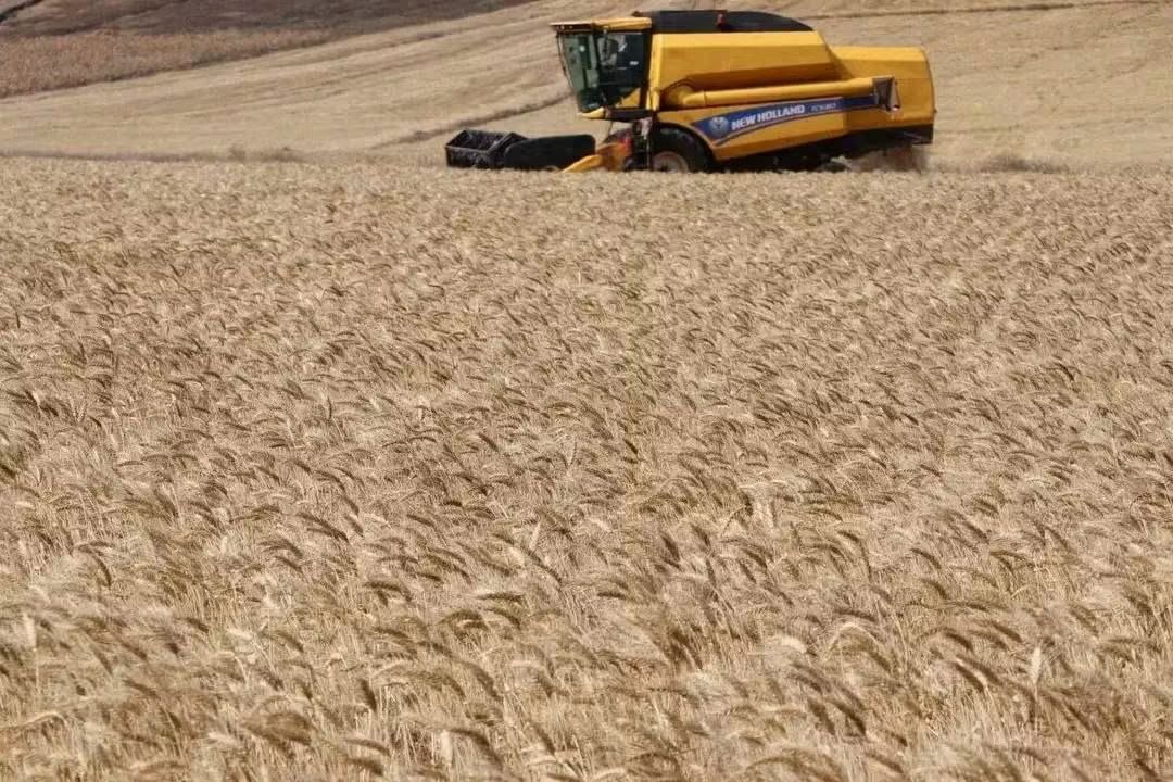 Wheat Field